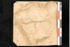 Foto (Detailansicht) von Salix arbuscula L. (NHMW-GEO-2024-0188-11604)